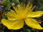 hypericum-polyphyllum-3