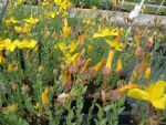 hypericum-polyphyllum-4