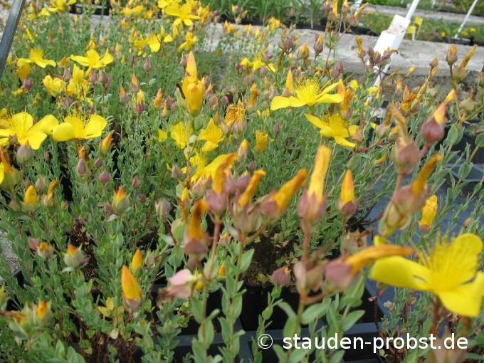 Hypericum polyphyllum 'Grandiflorum' - Johanniskraut