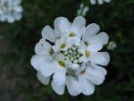 iberis-sempervirens-fischbeck-2