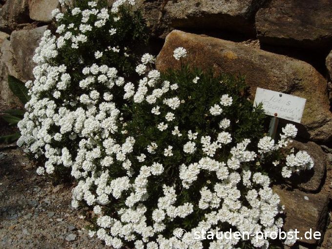 Iberis sempervirens 'Fischbeck' - Schleifenblume