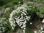 iberis-sempervirens-schneeflocke-2