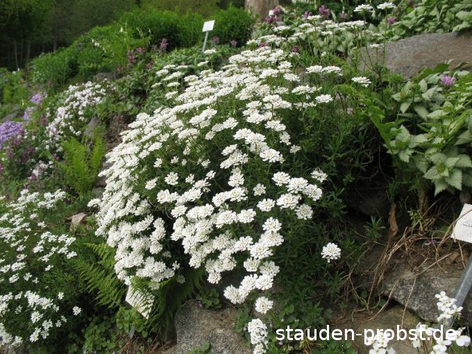 Iberis sempervirens 'Schneeflocke' - Schleifenblume