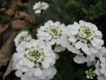 iberis-sempervirens-schneeflocke