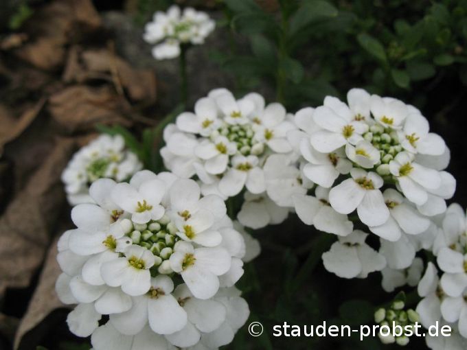Iberis sempervirens 'Schneeflocke' - Schleifenblume