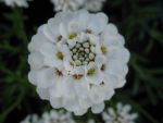 iberis-sempervirens-snow-cushion