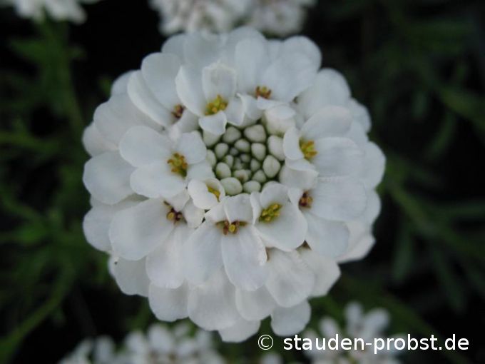 Iberis sempervirens 'Snow Cushion' - Schleifenblume