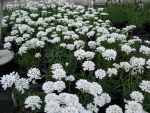 iberis-sempervirens-zwergschneeflocke-2