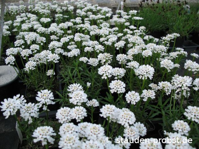 Iberis sempervirens 'Zwergschneeflocke' - Schleifenblume