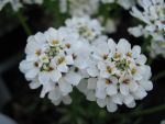 iberis-sempervirens-zwergschneeflocke