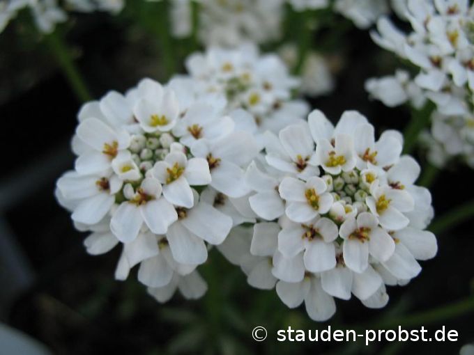 Iberis sempervirens 'Zwergschneeflocke' - Schleifenblume
