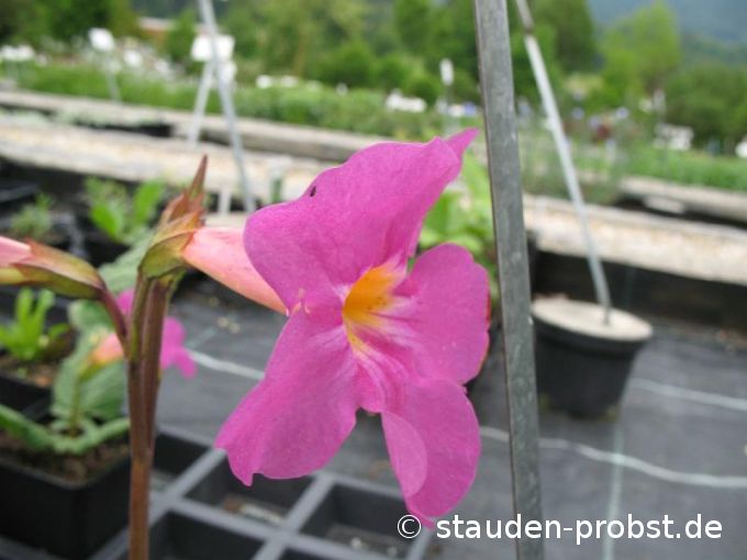 Incarvillea delavayi - Freilandgloxinie