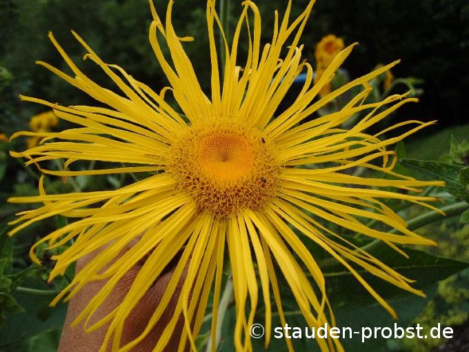 Inula magnifica 'Sonnenstrahl' - Riesenalant
