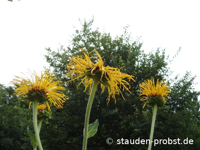 Inula magnifica 'Sonnenstrahl' - Riesenalant