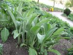 inula-magnifica