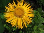 inula-orientalis-2