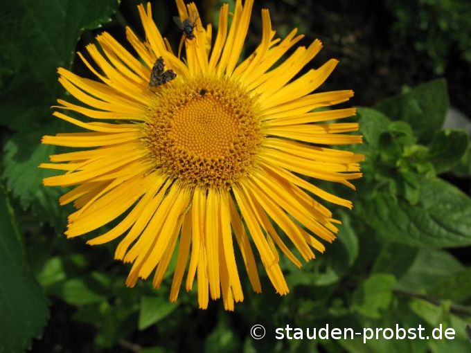 Inula orientalis - Orient Alant