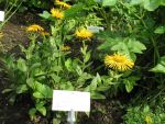 inula-orientalis-3