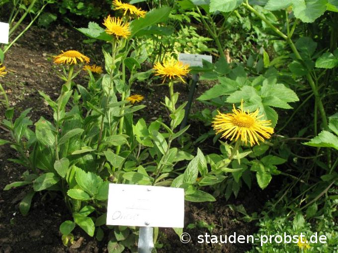 Inula orientalis - Orient Alant