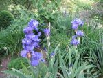 iris-barbata-elatior-blenheim-royal-2