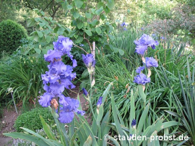 Iris barbata - elatior 'Blenheim Royal' - Hohe Bartschwertlilie