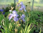 iris-barbata-elatior-harbor-blue-2