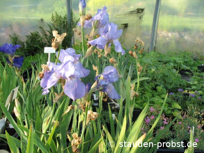 Iris barbata-elatior 'Harbor Blue' - Bartschwertlilie