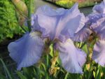 iris-barbata-elatior-harbor-blue