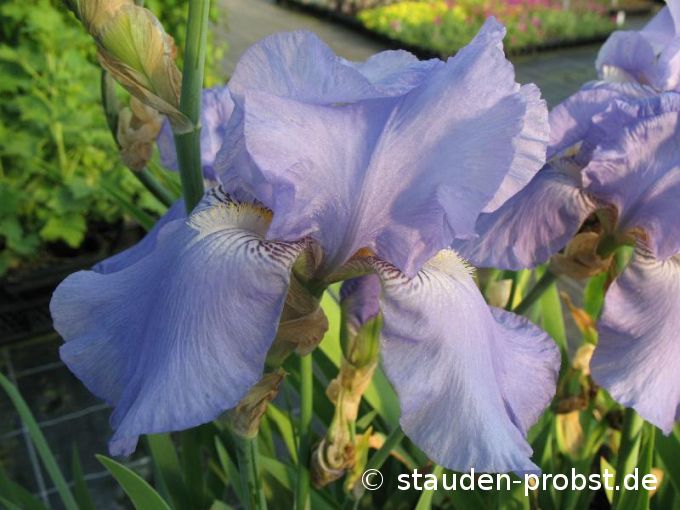 Iris barbata-elatior 'Harbor Blue' - Bartschwertlilie