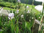 iris-barbata-elatior-mme-chereau-2