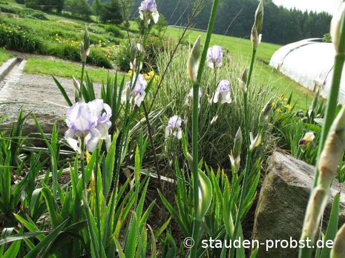 Iris barbata-elatior 'Mme Chereau' - Hohe Bartschwertlilie