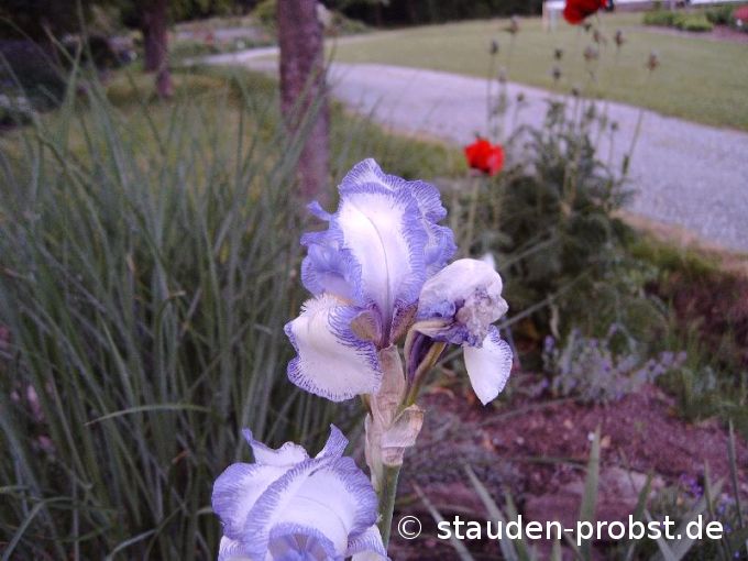 Iris barbata-elatior 'Mme Chereau' - Bartschwertlilie
