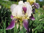iris-barbata-elatior-salonique-2
