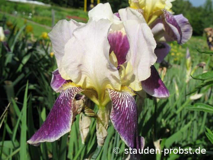 Iris barbata-elatior 'Salonique' - Bartschwertlilie