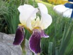 iris-barbata-elatior-salonique