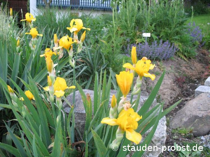 Iris barbata-media 'Spanish Coins' - Bartschwertlilie