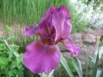 iris-barbata-elatior-vamp