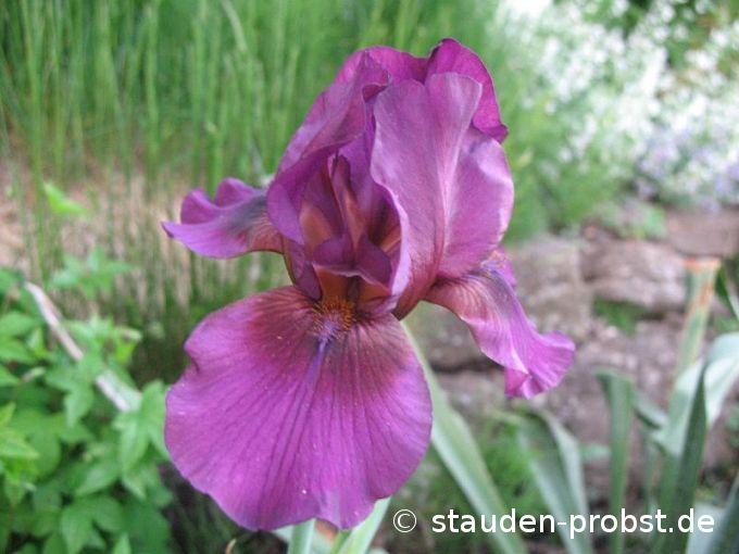 Iris barbata-media 'Vamp' - Bartschwertlilie