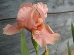 iris-barbata-media-flourish