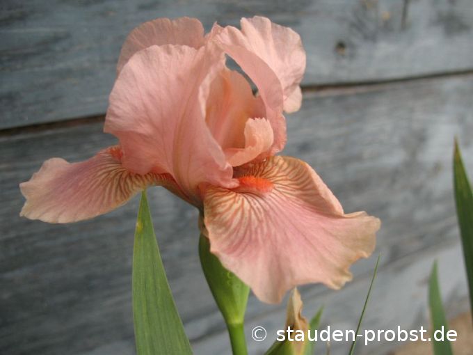 Iris barbata - media 'Flourish' - Mittelhohe Bartschwertlilie