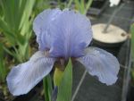 iris-barbata-nana-blue-denim