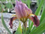 iris-barbata-nana-cherry-garden