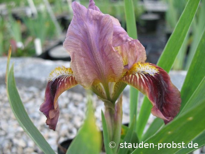 Iris barbata-nana 'Cherry Garden' - Zwergschwertlilie