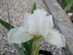 iris-barbata-nana-die-braut