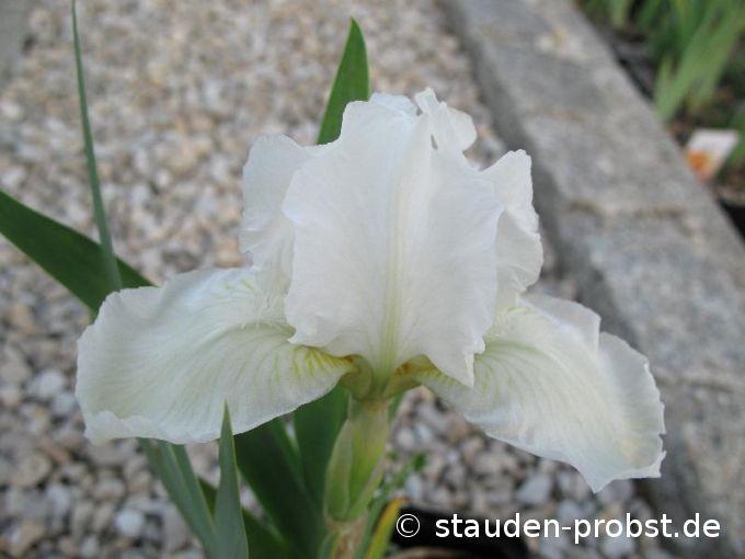Iris barbata-nana 'Die Braut' - Zwergschwertlilie