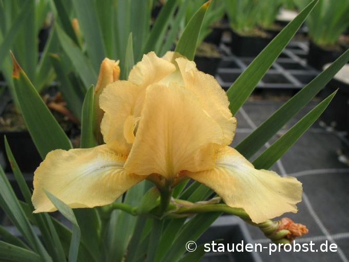 Iris barbata-nana 'Melon Honey' - Zwergschwertlilie
