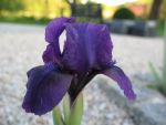 iris-barbata-nana-silkie