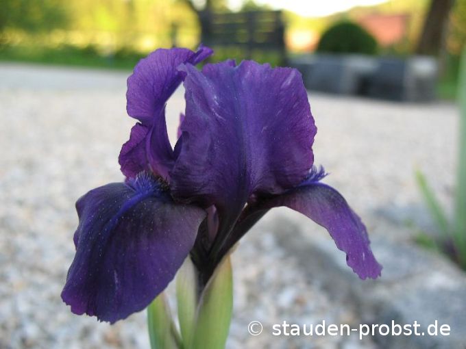 Iris barbata-nana 'Silkie' - Zwergschwertlilie