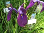 iris-ensata-topas