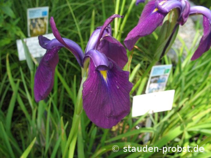 Iris ensata - Japanische Schwertlilie